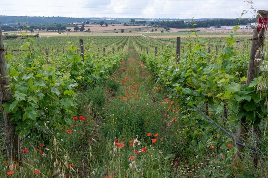Alberobello: Winery Tour with Wine and Food Tasting - Should you book Alberobello Winery Tour with Wine and Food Tasting?
