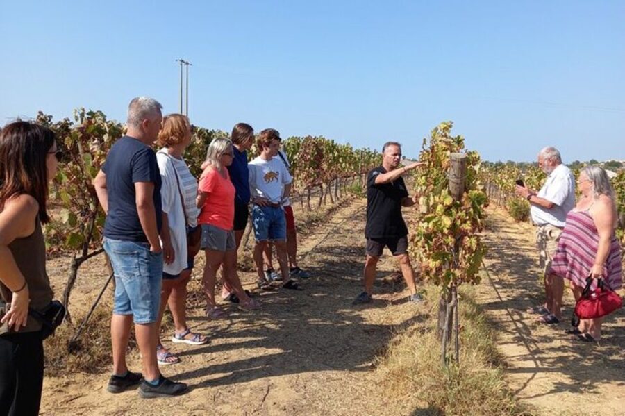 Albufeira/Vilamoura: Winery Tour with Wine Tasting and Tapas - From pickup to photo stops in Albufeira and Vilamoura