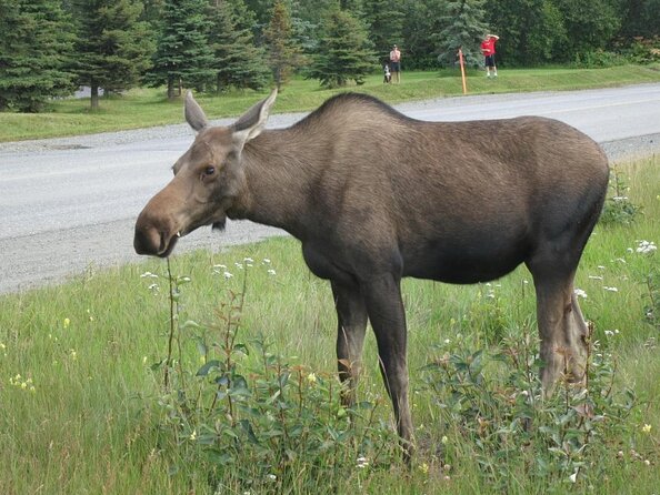 Anchorage Sightseeing and Food Tour - Available All Year Long! - Key things you’ll notice fast