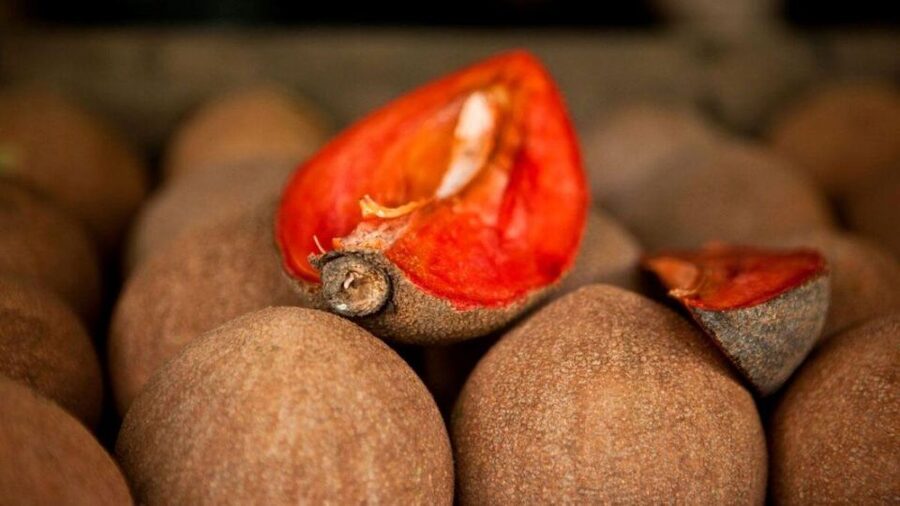 Antigua Guatemala: Street Food Walking Tour with Tastings - Sweets, Exotic Fruit, and Coffee or Atol: How to Pace Yourself