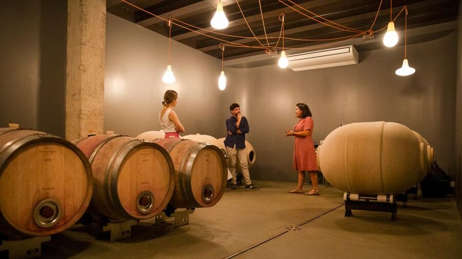 Bardolino: Vineyard Tour with Wine and Food Tasting - Who should book this Bardolino vineyard tour