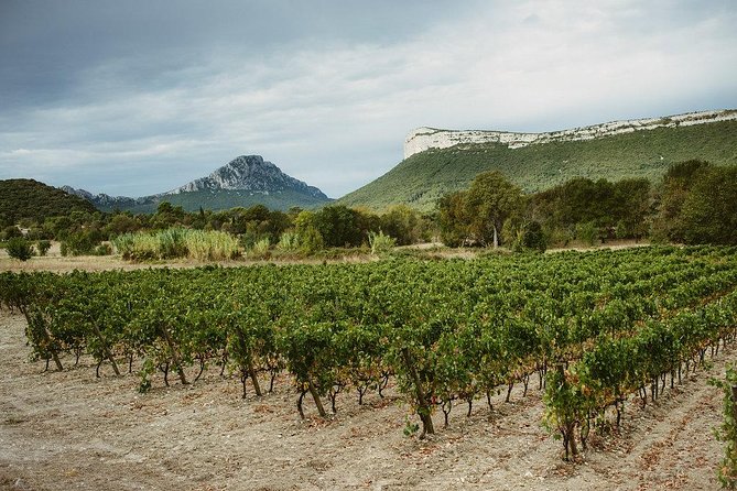 Bertrand Bosc wine and food tour in Pic St Loup - Pickup in Montpellier: where to meet and how the drive works