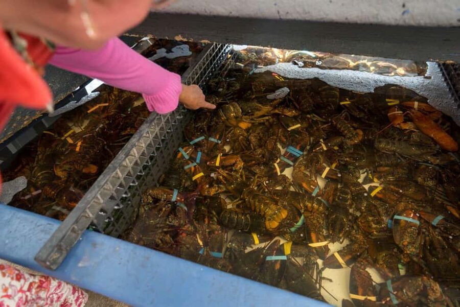 Boston: Guided Seafood Tasting and History Tour - Who should book this seafood-and-history walk?