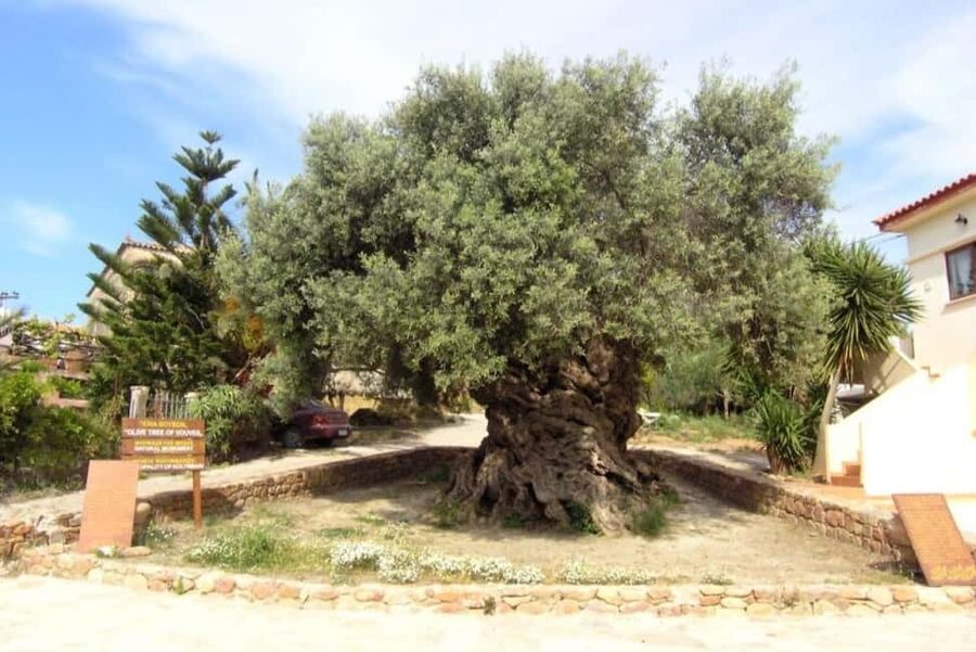 Chania Area: Food Tasting Tour with Winery Visit - Key highlights at a glance