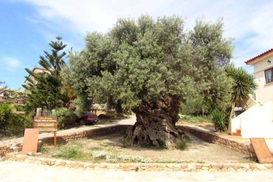 Chania Area: Food Tasting Tour with Winery Visit - The full 7-hour timing: what you actually do between 08:00 and 17:20