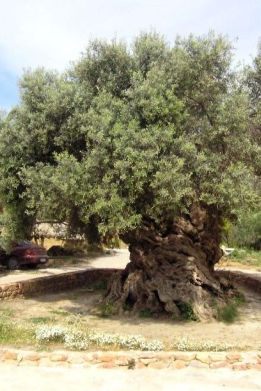 Chania Area: Food Tasting Tour with Winery Visit - Should you book the Chania Area Food Tasting Tour with Winery Visit?