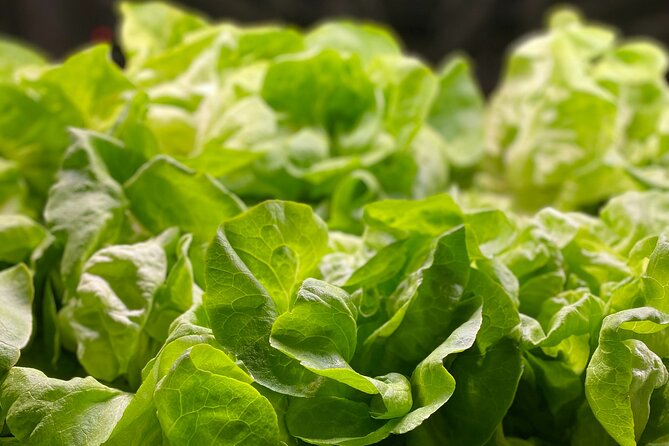 Charleston Farm-to-Table Food Tour and Chef's Challenge - Should You Book the Charleston Chef’s Challenge?