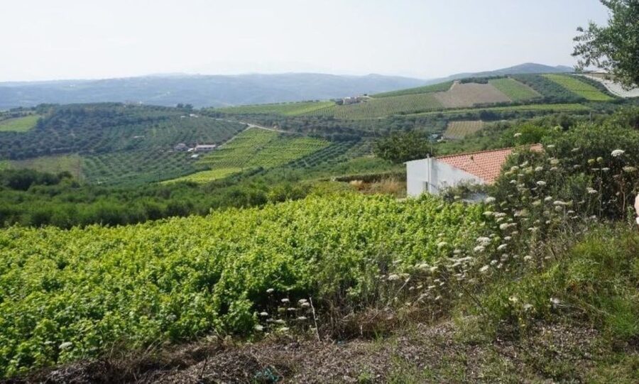 Crete: Full-Day Cretan Wines, Olive Oil, Raki and Food Tour - What You’ll Actually Learn From the Tastings