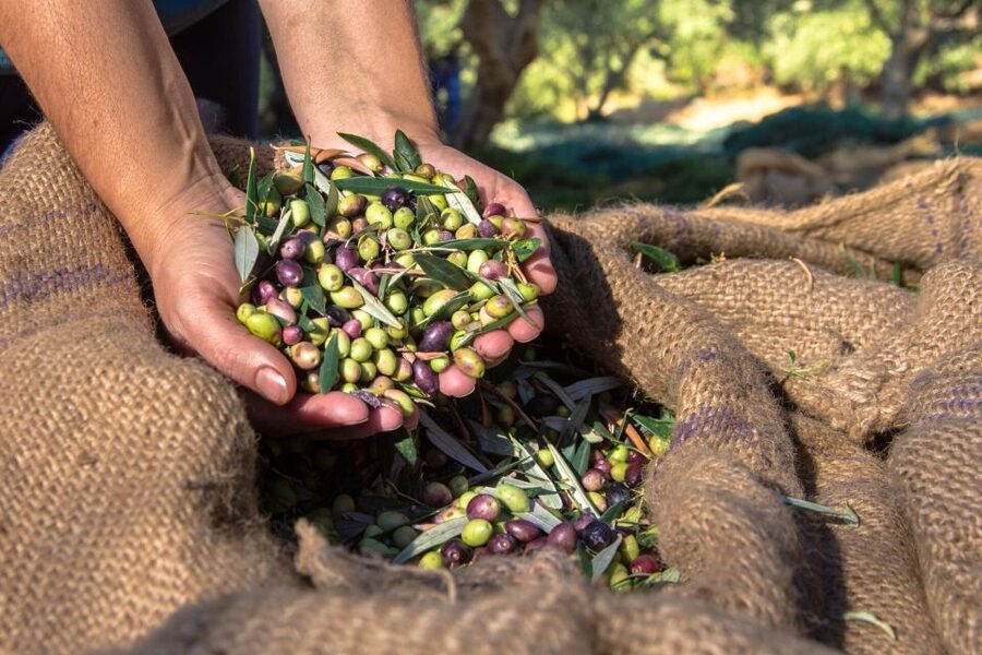 Crete: Olive, Wine, & Raki on a Flavorful Culinary Journey - Price and value: is $126 for 6.5 hours a fair deal?