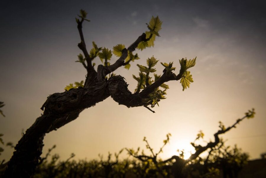 Crete: Olive, Wine, & Raki on a Flavorful Culinary Journey - Olive grove walking: why the farm visit is more than scenery