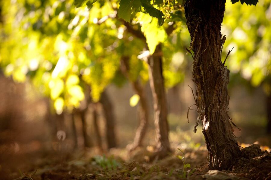 Crete: Olive, Wine, & Raki on a Flavorful Culinary Journey - Skalani olive grove and olive mill: where the flavors start