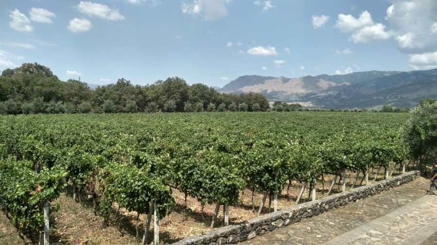 Etna: Wine Tasting and Food Tour - Etna From Catania: Why This Wine Day Works