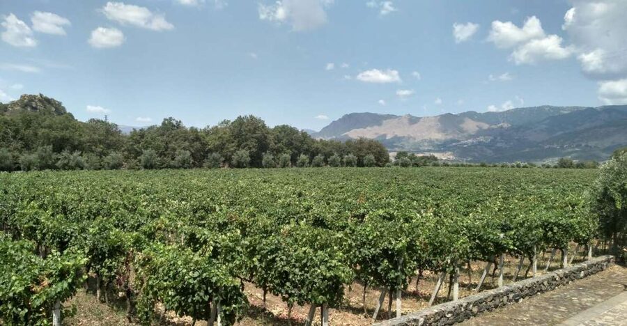 Etna: Wine Tasting and Food Tour - First Winery Visit: Production Stories Before You Taste