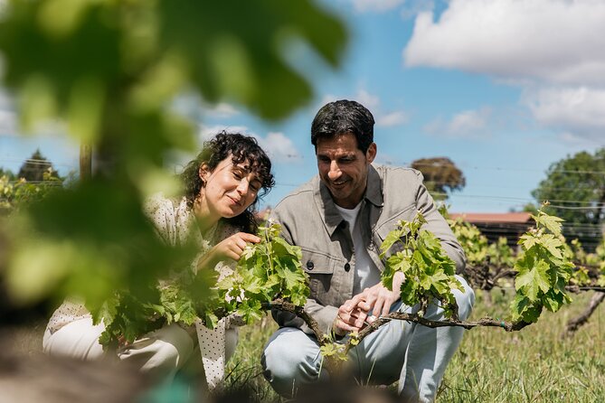 Familia Torres Winery: Gastronomic Tapas & Wine Experience - The guided winery and the Waltraud design