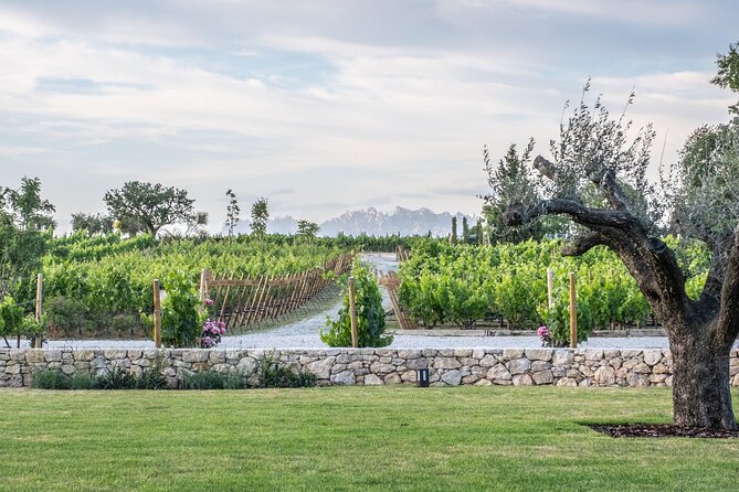 Familia Torres Winery: Gastronomic Tapas & Wine Experience - Four wines, guided: how to taste without guessing