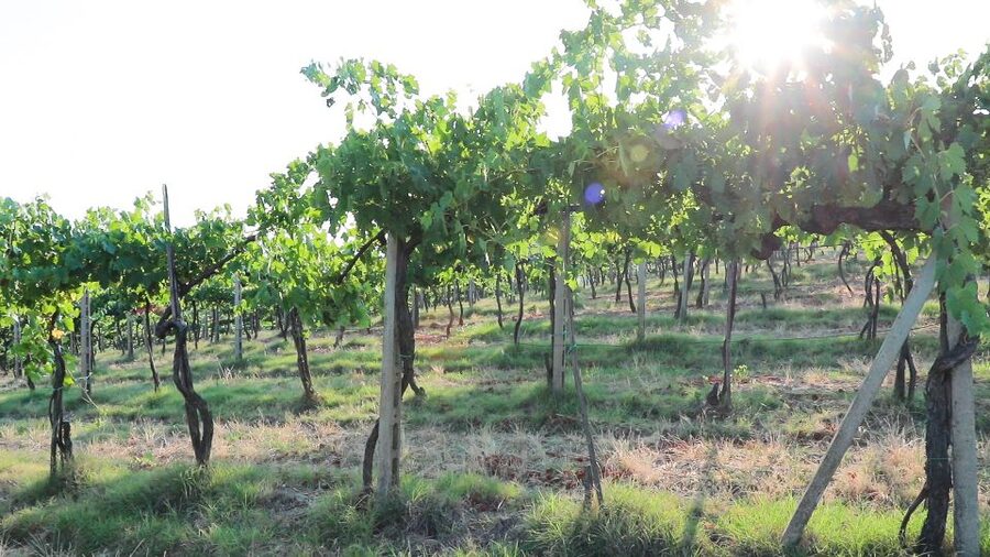 From Florence: Chianti Tour with Two Wine and Food Tastings - Small Rules That Help the Day Go Smoothly