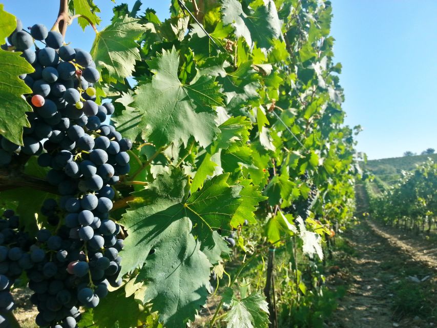 From Florence: Chianti Tour with Two Wine and Food Tastings - Who Should Book This Chianti Wine and Food Tour