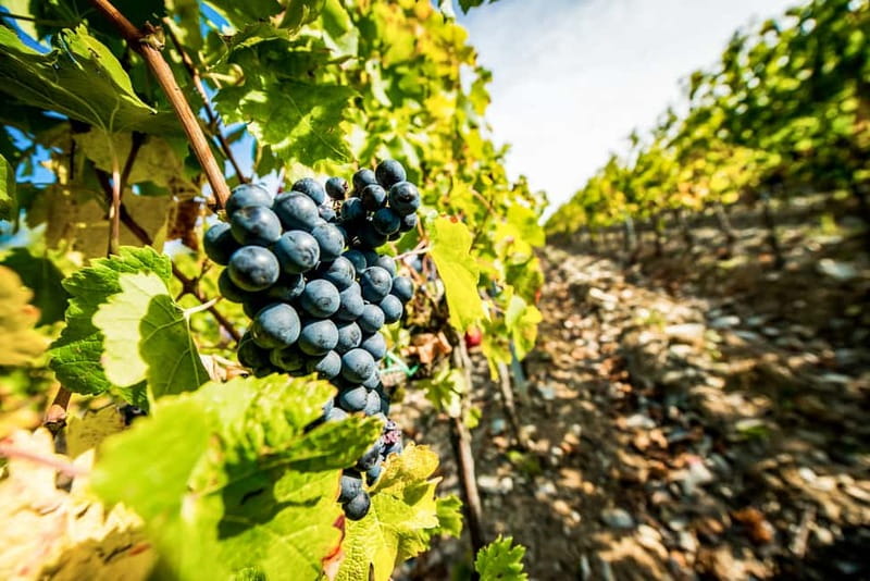 From Florence: Tuscany Wine & Food Tour with Guide - Stop Two: Hilltop Estate, Wine Expert Stories, and Lunch That Sticks