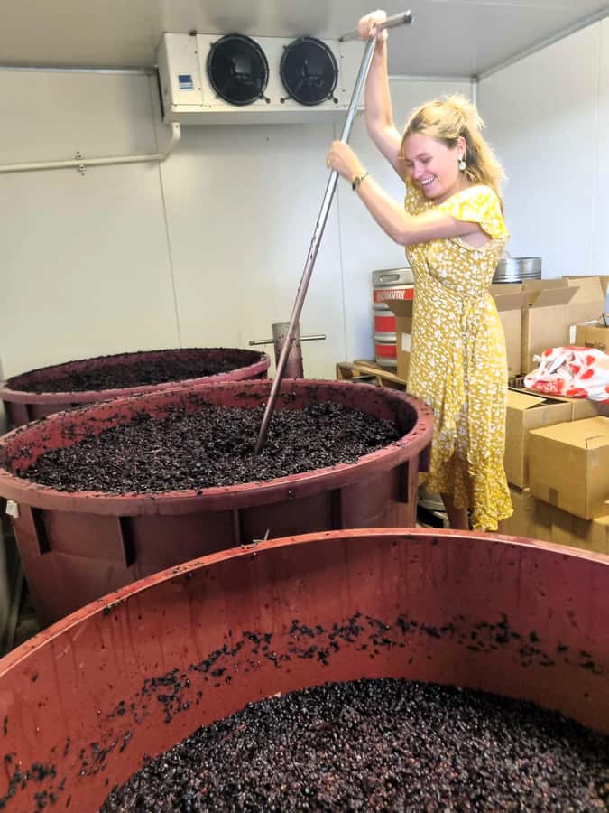 From Sydney: Hunter Valley Wine, Gin & Food Tastings Tour - Why this Hunter Valley day feels like a tasting flight, not a slog