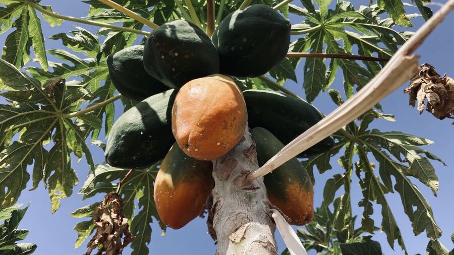Fuerteventura: Tapas and Local Life Guided Tour - Cactus Fruit, Mojo Sauces, and the Green Mojo Cooking Show