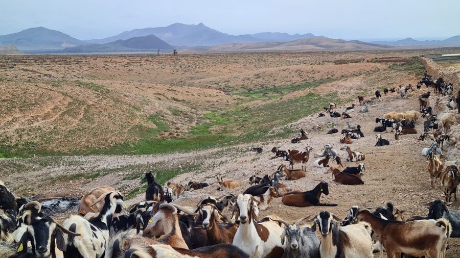 Fuerteventura: Tapas and Local Life Guided Tour - Should You Book This Tapas and Local Life Guided Tour?