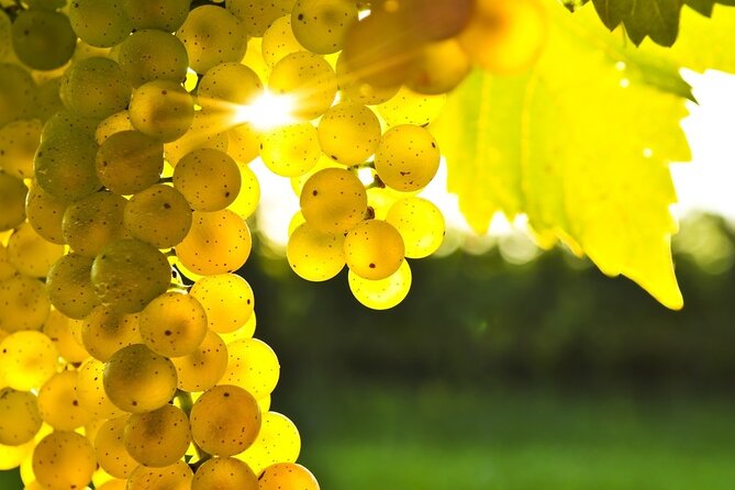 Gourmet Journey: 12-Course Lunch, Wine Tasting & Culinary Session - Cooking Class on Rhodes: You’ll Actually Make Dishes