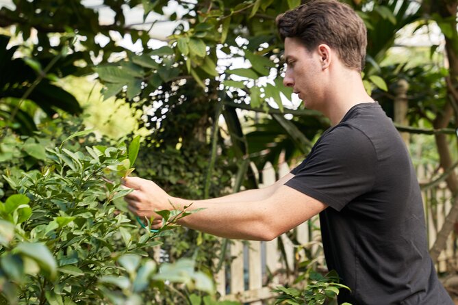 Hanoi Cooking Class in a Haven of Tranquility - Thom culinary - The herb garden house: harvesting herbs is where the lesson clicks