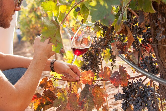 High-End Vineyard Escape: Cava, Tapas & Wine | Private Tour - The main Ca n’Estella tasting: Rabetllat i Vidal and Clot dels Oms