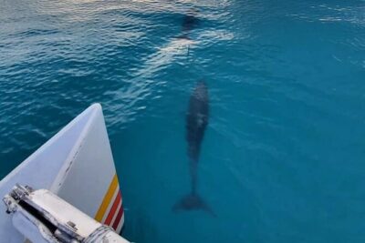 Key West Sunset Sail: Dolphin Watching, Wine, and Tapas - Getting oriented at 205 Elizabeth St