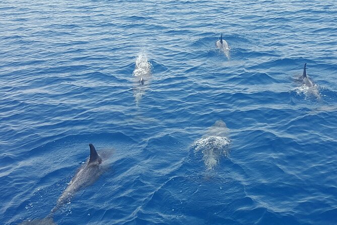 Key West Sunset Sail: Dolphin Watching, Wine, and Tapas - Dolphin watching, honestly: what you can expect