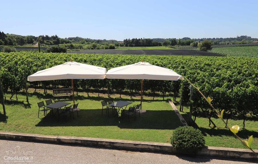 Lake Garda: Wine and Food Tastings in the Vineyards - Price and Value at About $50 for 2 Hours