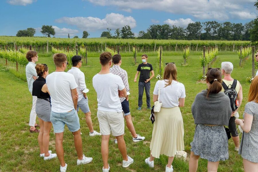 Lazise: Winery Tour with Garda Wines and Food Tasting - Who this tour suits best (and who might pass)