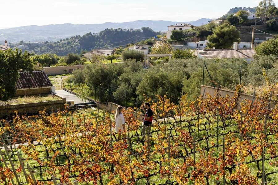 Malaga: Organic Vineyard Tour with 6 Wines, Tapas & Transfer - Who this tour is perfect for (and who should skip it)