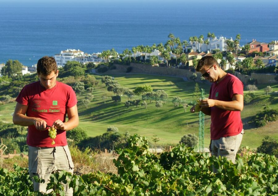 Manilva: Nilva Vineyard, Wine Tasting & Tapas Guided Tour - Civima Wine Museum: the viticulture-to-harvest storyline