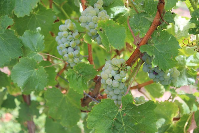 Margaret River Small-Group Full-Day Wine & Food Tour - McHenry Hohnen Vintners: the boutique cellar-door tasting