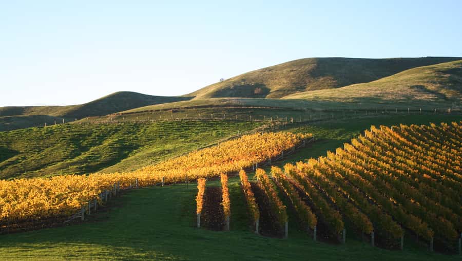 Marlborough: Full-Day Wine and Seafood Tour with Cruise - The light lunch break: fuel for seafood, not a second tasting