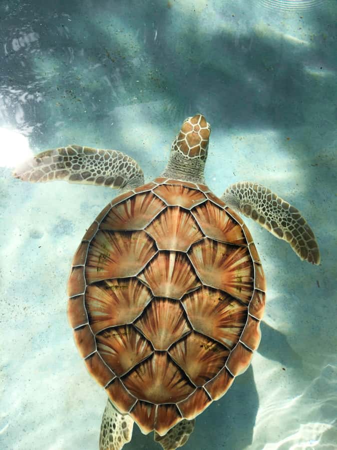 Mauritius: Snorkeling with Turtles & Port Louis Street Food - Trou aux Biches snorkeling: turtles, reef, and warm northern waters
