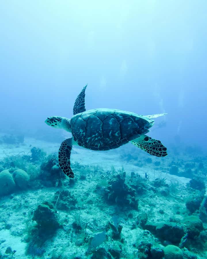Mauritius: Snorkeling with Turtles & Port Louis Street Food - Turtle etiquette: see them up close without touching