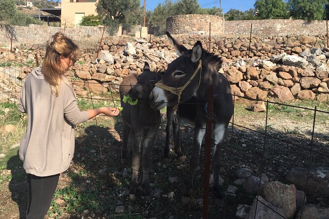 Naxos Villages Food Tour - What’s included: lunch, snacks, house wine, and Kitron