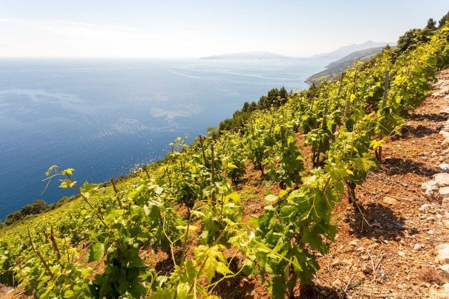 Pelješac Full-Day Wine and Food Tour from Dubrovnik - Ston and the salt works: the medieval start that explains the coastline