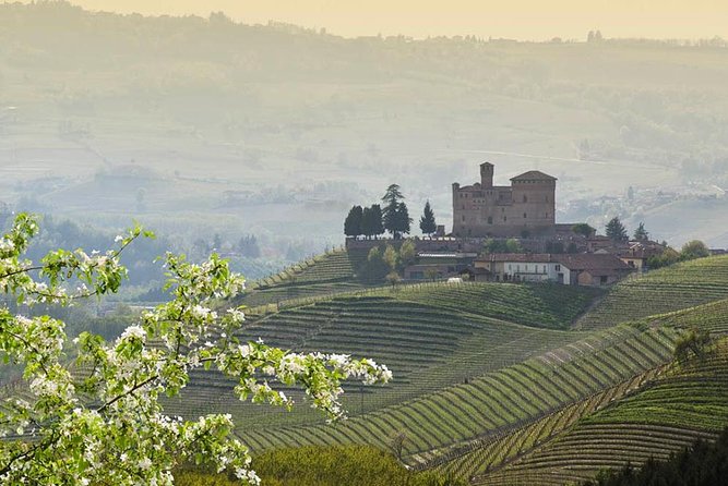 Piedmont Winery Tour: Taste Barolo, Barbaresco & Traditional Food - The Behind-the-Scenes Winery Tour: How the Host Brings It to Life