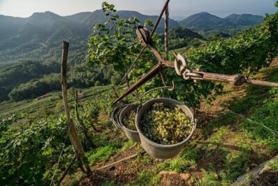 Premium Prosecco Hills Winery Tour with Prosecco Tastings & Food - DOCG-only Prosecco tastings: why the label changes the experience