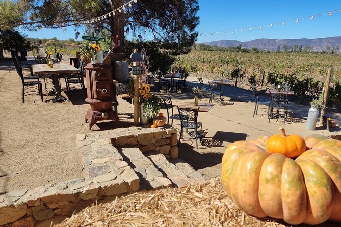 Premium Valle de Guadalupe Wine and Food Tour - The Ride Itself: Air-Conditioned, Stocked, and Border-Ready