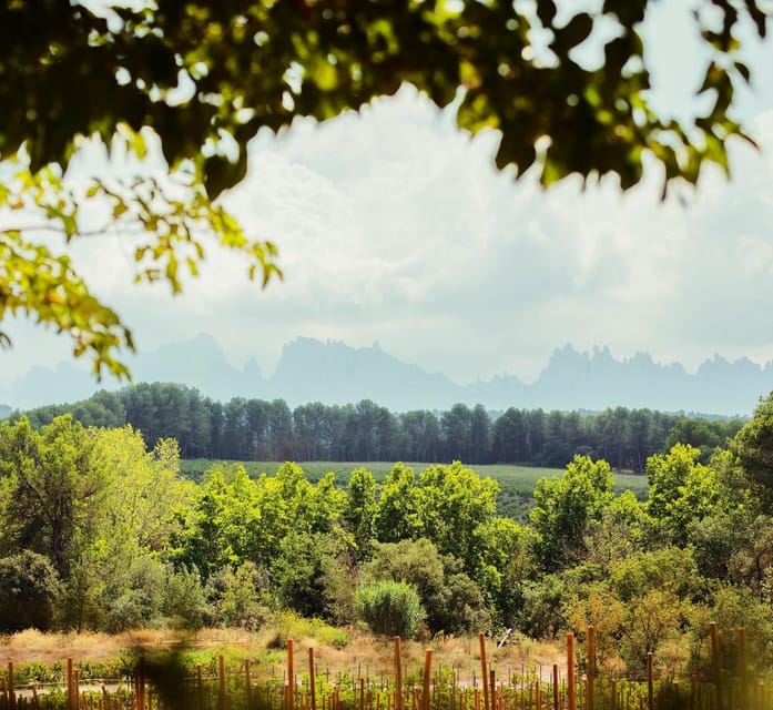 Private Wine, Tapas & Cava Experience from Barcelona - Who should book this wine and cava tour