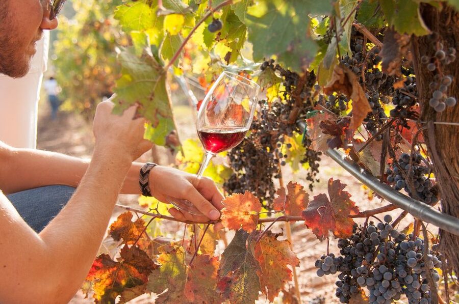 Private Wine, Tapas & Cava Experience from Barcelona - The tasting lineup: up to 8 cavas and wines