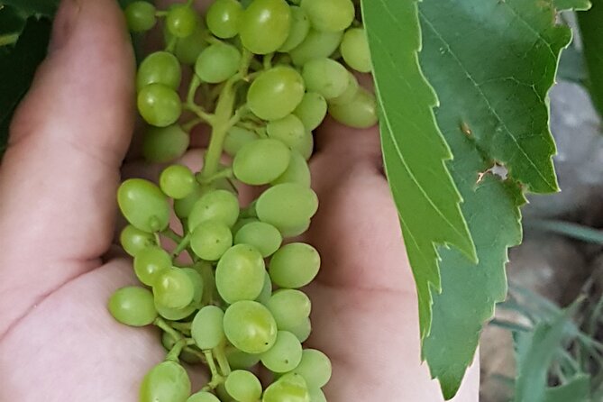 Rhodes Wine & Food Tour: 10 Meal Course Lunch, Wine Tasting, Cooking Class - Pickup, Timing, and Cruise-Port Reality in Rhodes