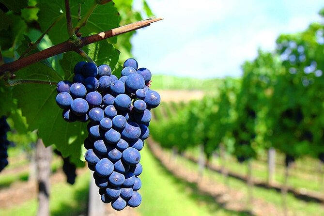 Rhodes Wine & Food Tour: 10 Meal Course Lunch, Wine Tasting, Cooking Class - Distillery Tour: Souma and Tsipouro from Molasses