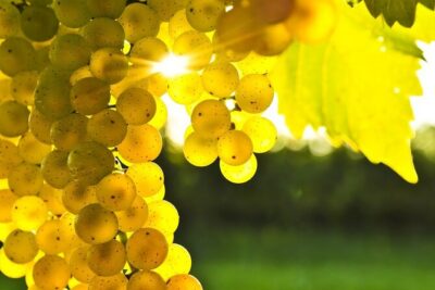 Rhodes Wine & Food Tour: 10 Meal Course Lunch, Wine Tasting, Cooking Class - Vineyard Walk and Wine Tasting with a Certified Sommelier
