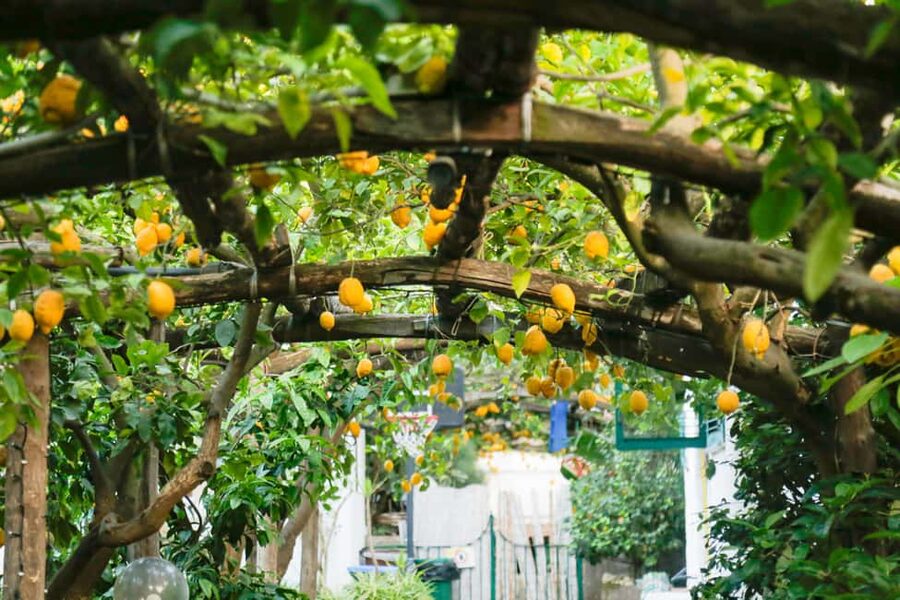Sorrento: Guided Walking Tour & Street Food Experience - Sorrento Cathedral: a practical 15-minute pause