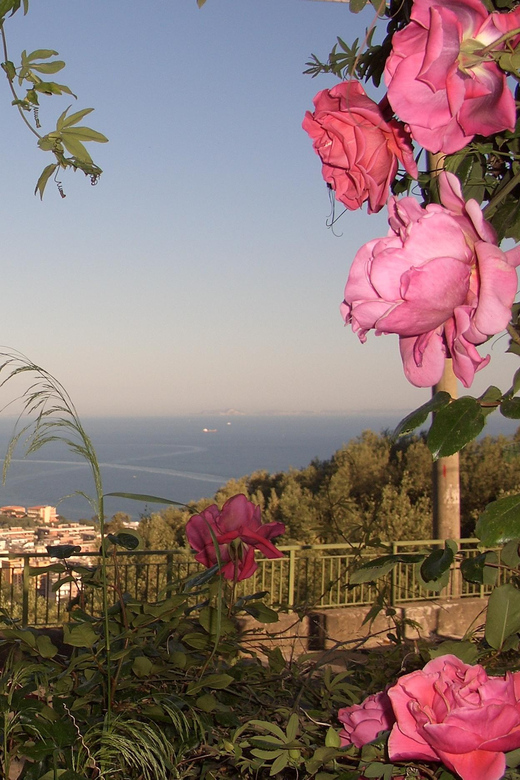 Sorrento: Walking Tour in Lemon Garden w/ Food Tasting - The Olive Mill Stop: Seeing Cold-Pressed Extra-Virgin Olive Oil